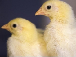 Genes behind social behavior in chickens identified