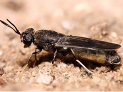 Farmed insects can produce antimicrobial peptides