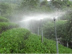 Lựa chọn thiết bị tưới nước tiết kiệm cho cây chè