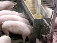 What you should know about gastric ulcers in pigs