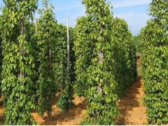 Pepper price still low in next few years
