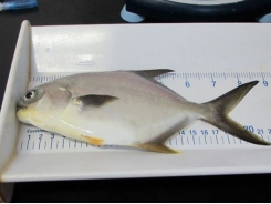 Evaluating dietary fish oil replacement in juvenile Florida pompano