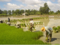 Bón lót trong canh tác lúa thế nào cho hiệu quả