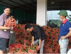 Bac Giang strictly supervises litchi production