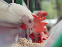 Dietary curcumin may boost egg quality, hen health