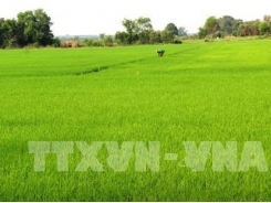 Hau Giang uses more RoK biological products in cultivation