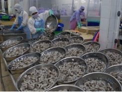 Viet Nam to gain $4.8b from shrimp exports