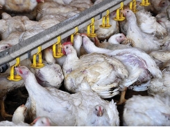 Holistic approach to feeding heat-stressed broilers