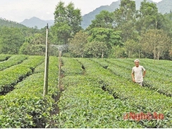 Thủy lợi cho cây chè: Cách làm hay