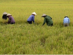 Rice prices rise in India as demand recovers; Thai prices dip ahead of harvest