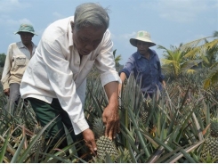 Nghị lực của ông chủ trang trại với biệt danh 'tỷ phú khóm đất phèn'