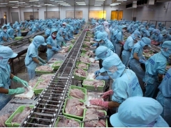 Tra fish exports to China continue to thrive