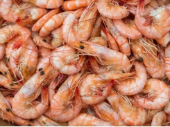 Prebiotic use in feed may boost shrimp survival