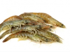 Shrimp trial sets stage for insect protein in aquafeed