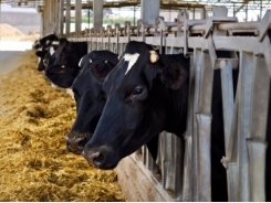 Can methane emissions be reduced in dairy cows fed oregano and green tea extracts?