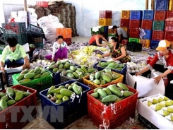 Tien Giang expands fruit production as prices rise