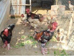 Ứng dụng kỹ thuật thụ tinh nhân tạo cho gà Đông Tảo để bảo tồn nguồn giống quý