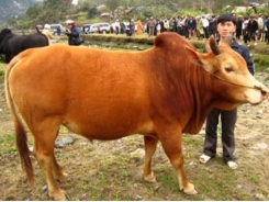 Hiệu quả thụ thai tinh đông viên bò H’Mông sau khi bảo tồn 6 tháng