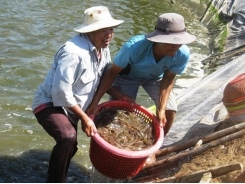 Farmers in Mekong Delta rush to sell shrimp as price falls