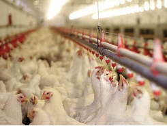 8 antibiotic-free broiler production do’s and don’ts