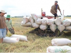 Vietnam may offer lower rice price for Philippines