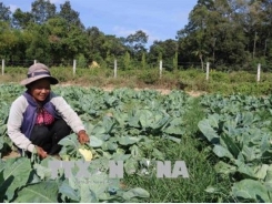 Trà Vinh farmers lend farmland for free to poor