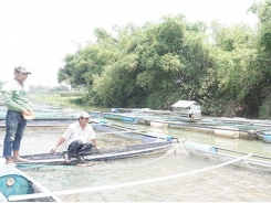 Nuôi cá lồng bè trên sông