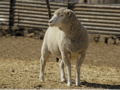 A model sheep enterprise on a modest farm