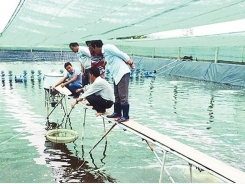 Policies devised to support hi-tech agriculture in Ho Chi Minh City