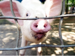 Disadvantages of all-in, all-out systems on pig farms
