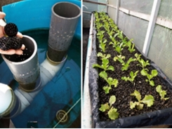 Experimental aquaponics system in Costa Rica