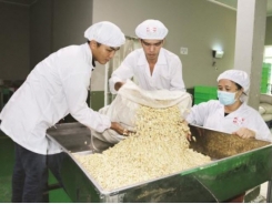 To escape the 'trap' for cashew industry