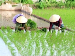 Central provinces target 2.5 million tonnes of rice in upcoming crops