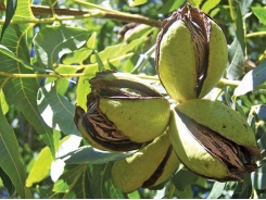 Pecan nuts: how to plan an orchard and prepare the soil