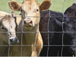 Study to examine how cow's nutrition influences calf's brain, fertility