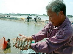 Bí quyết nuôi tôm sú, thu tiền tỷ của lão nông Đồng Tháp