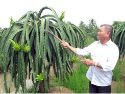 Làm giàu từ cây thanh long ruột đỏ