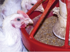 How to increase broiler feed intake