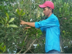 Trồng cây cà na tứ quý cho hiệu quả kinh tế
