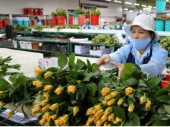 Đà Lạt flower growers need help: experts