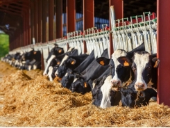 Novel way to identify milk from grass-fed dairy cows