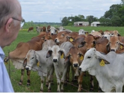Prenatal stress may alter cattle behavior