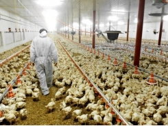 Lessons from the slow-grown approach to poultry production