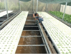 Trồng rau hữu cơ trên đất phèn