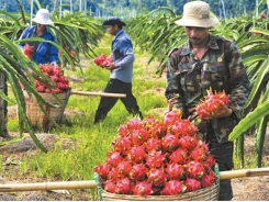 Air freight costs stymie fruit exports