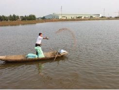 Bắc Ninh: Triển vọng từ mô hình sản xuất cay vôi và nuôi trồng thủy sản
