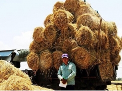 Rice straw market excited after harvesting in South-central Vietnam