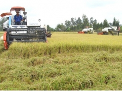 Phân lân nung chảy Ninh Bình giúp trồng lúa tăng lợi nhuận