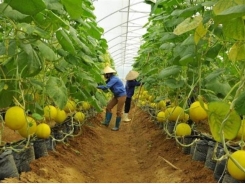 Ho Chi Minh City promotes new farming cooperative model