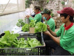 Kiên Giang ứng dụng công nghệ cao trong nông nghiệp